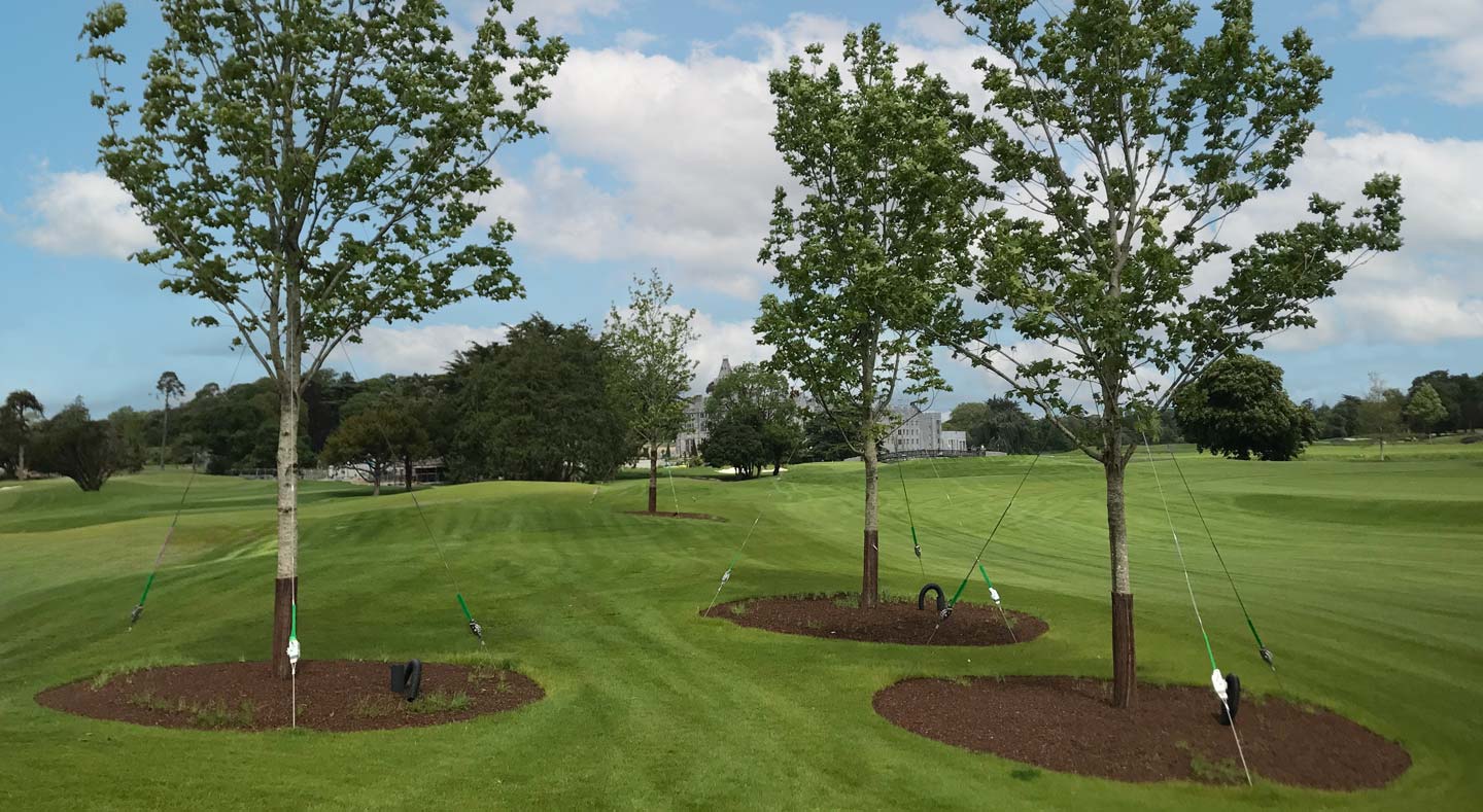 Tree Supports and Anchors