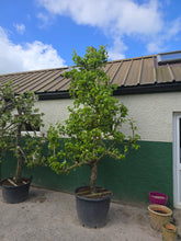 Pyrus communis 'Conference' - Conference Pear