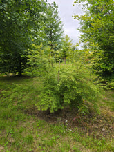 Acer palmatum 'Dissectum' - Lace-leaf Japanese Maple