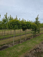 Acer platanoides - Norway Maple