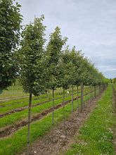 Ilex x meserveae 'Heckenfee' - Blue Holly
