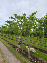 Prunus serrulata 'Taihaku' - Great White Cherry Tree