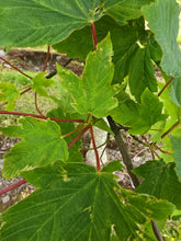Acer pseudoplatanus - Sycamore