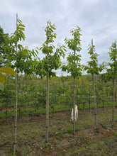 Castanea sativa 'Lyon' - Sweet Chestnut 'Lyon'