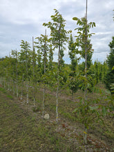 Juglans regia 'Chandler' - Walnut Tree 'Chandler'