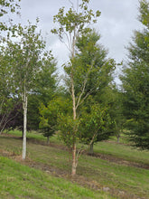 Betula albosinensis 'China Ruby' - Chinese Red-barked Birch