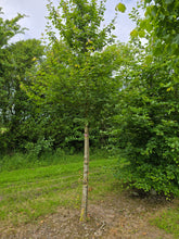 Acer campestre 'Queen Elizabeth' - Field Maple