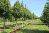 Acer campestre 'Huibers Elegant' - Field Maple