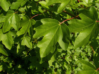 Acer campestre - Field Maple