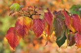 Acer capillipes - Red Snake-bark Maple