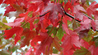 Acer x freemanii 'Autumn Blaze' - Freeman's Maple