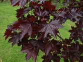 Acer platanoides 'Crimson King' - Norway Maple