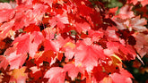 Acer rubrum 'October Glory' - Red Maple