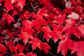 Acer rubrum 'Brandywine' - Red Maple
