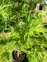 Acer palmatum 'Seiryu' - Laceleaf Japanese Maple