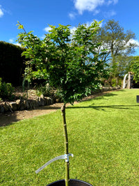 Acer palmatum 'Shishigashira' - Lion's Head Japanese Maple