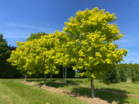 Acer pseudoplatanus 'Worleei' - Golden Sycamore
