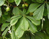 Aesculus hippocastanum - Horse Chestnut