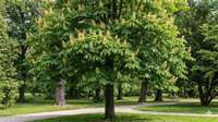 Aesculus x arnoldiana - Arnold's Horse Chestnut