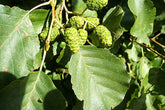 Alnus glutinosa - Common Alder