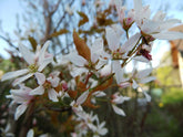 Amelanchier arborea 'Robin Hill' - Juneberry