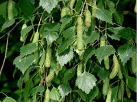 Betula pendula - Silver Birch