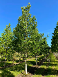 Betula ermanii 'Blush' - Erman's Birch 'Blush'
