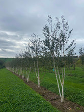 Betula utilis 'Grayswood Ghost' - Himalayan Birch 'Grayswood Ghost'