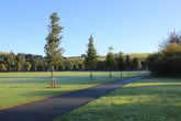 Carpinus betulus - European Hornbeam