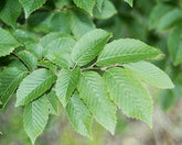 Carpinus betulus 'Fastigiata' - Upright Hornbeam