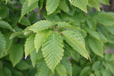 Carpinus betulus 'Frans Fontaine' - Upright Hornbeam 'Frans Fontaine'