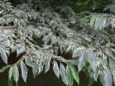 Castanea sativa - Sweet Chestnut