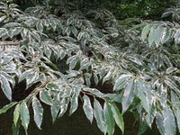 Castanea sativa - Sweet Chestnut