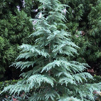 Cedrus deodara - Himalayan Cedar