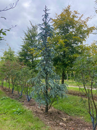Cedrus atlantica 'Glauca' - Blue Atlas Cedar