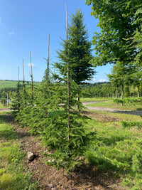 Cedrus libani - Lebanese Cedar