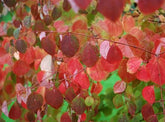 Cercidiphyllum japonicum - Katsura Tree