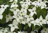 Cornus kousa 'China Girl' - Chinese Dogwood 'China Girl'