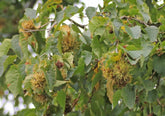 Corylus colurna - Turkish Hazel