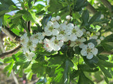 Crataegus monogyna 'Stricta' - Common Hawthorn 'Stricta'