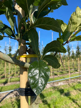 Crataegus x lavalleei 'Carrierei' - Carriere's Hawthorn