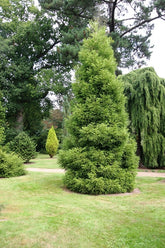 Cryptomeria japonica - Japanese Cedar/Redwood