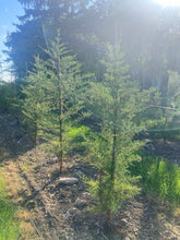 Cupressus macrocarpa - Monterey Cypress
