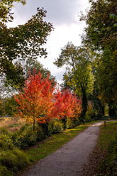 Acer x freemanii 'Autumn Blaze' - Freeman's Maple