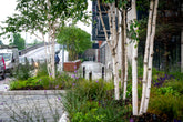 Betula utilis 'Jacquemontii' - Himalayan Birch