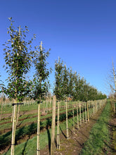 Elaeagnus x ebbingei - Ebbing's Silverberry