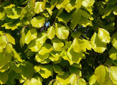 Fagus sylvatica 'Dawyck Gold' - Upright Gold Beech