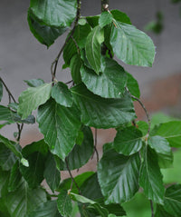 Fagus sylvatica 'Pendula' - Weeping Beech