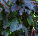 Fagus sylvatica 'Purple Fountain' - Weeping Beech 'Purple Fountain'