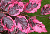 Fagus sylvatica 'Tricolor' - European Beech 'Tricolor'